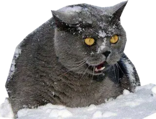 😫 gato, animal, mascota, nieve, invierno, gato gris telegram sticker