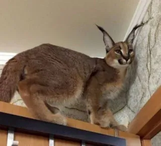 🥺 caracal, cat, animal, ears, feline telegram sticker