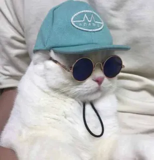 😎 ADANG gato, óculos de sol, chapéu, animal de estimação, animal, fofo whatsapp sticker