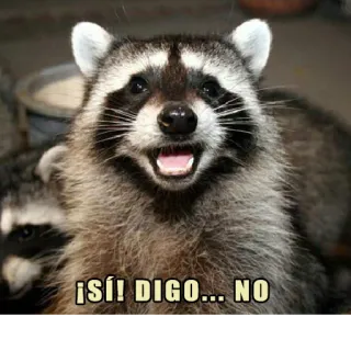 ❌ ¡SÍ! DIGO... NO rakun, binatang, lucu, meme, humor, ya, tidak, Spanyol whatsapp sticker