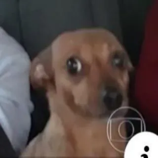 🐶 Hund, verwirrt, klein, Tier whatsapp sticker