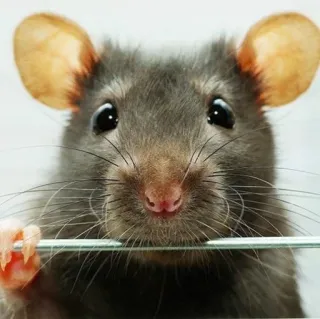 🐭 chuột, động vật, gặm nhấm, dễ thương, thú cưng, động vật có vú telegram sticker