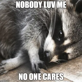 😫 NOBODY LUV ME
NO ONE CARES mapache, triste, solitario, animal, meme whatsapp sticker