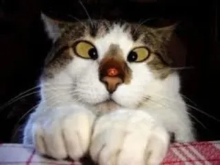 😳 cat, funny, meme, animal, pet, cute telegram sticker
