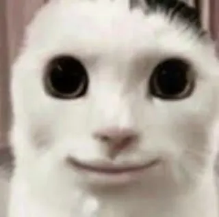 😊 gatto, meme, animale, bianco, divertente, faccia telegram sticker