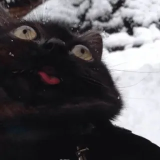 ❄️ 猫, 黒猫, 雪, 舌, 面白い, 動物, ペット telegram sticker