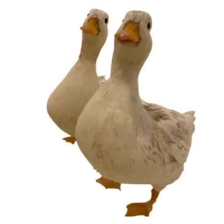 🦆 животные, птицы, утки, белый telegram sticker