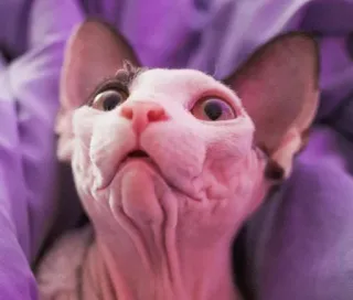 😳 gatto, sphynx, senza pelo, animale domestico, animale telegram sticker