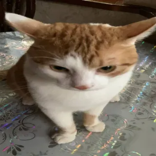 😠 whatsapp sticker