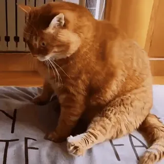Больше стиков тут: @stikery4 whatsapp stickers