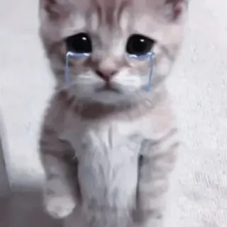 💗 кот, котенок, грустный, плачущий, слезы, животное telegram sticker