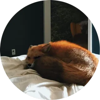 😴 лиса, животное, спящий, милый, кровать, рыжая лиса whatsapp sticker