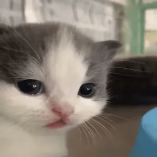 👀 gatinho, gato, fofo, animal, animal de estimação, doméstico telegram sticker