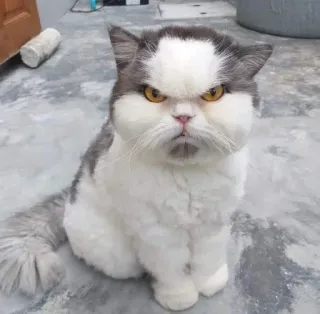 😡 gato, enojado, felino, lindo, animal telegram sticker