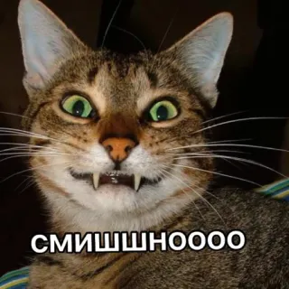😁 СМИШШНОООО кот, смешной, мем, животное telegram sticker