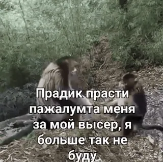 🌟 Прадик прасти пажалумта меня за мой высер, я больше так не буду. monkey, apology, forgiveness, Russian, animals telegram sticker