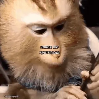 🐵 какая ше хуетенька mono, divertido, animal, meme, ofensivo, jerga whatsapp sticker