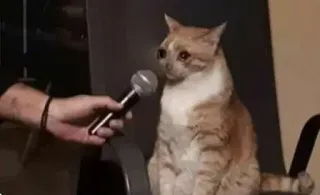 🥺 cat, interview, microphone, animal telegram sticker