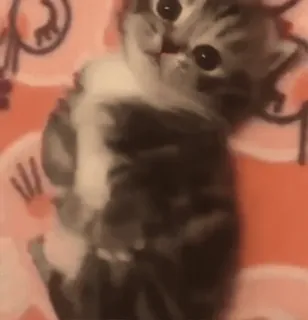 🌟 chaton, chat, mignon, animal, animal de compagnie, adorable whatsapp sticker