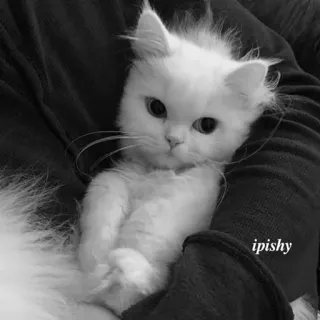 🕸 ipishy 猫, 白猫, 宠物, 动物, 可爱, 毛茸茸, 家畜 telegram sticker