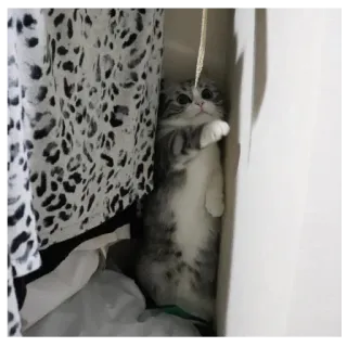 ☠ cat, closet, cute, kitten, hiding, animal whatsapp sticker