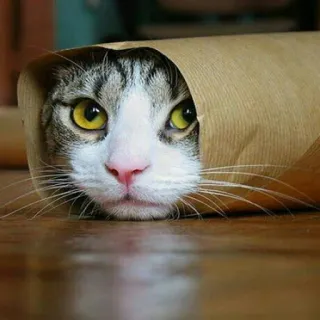 🐈 고양이, 종이 봉투, 동물, 귀여운, 애완 동물 telegram sticker
