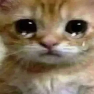 🤩 chat, triste, pleurer, larmes, chaton, mème, émotionnel whatsapp sticker