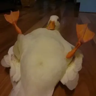 👣 duck, animal, bird, wings, cute, laying, funny whatsapp sticker