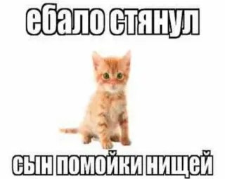 🥺 ебало стянул сын помойки нищей gato, insulto, meme, russo, ofensivo whatsapp sticker