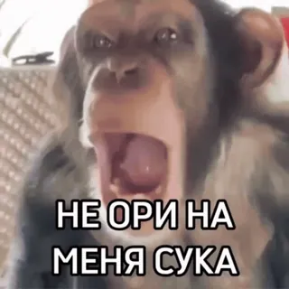 😭 НЕ ОРИ НА МЕНЯ СУКА ลิง, กรี๊ด, รัสเซีย, คำหยาบ, มีม telegram sticker