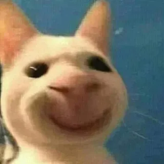 😇 Katze, Meme, Tier, lustig, Haustier, weiße Katze, glücklich telegram sticker