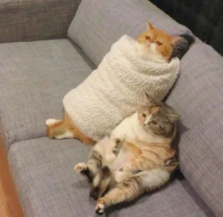 🥶 chat, animaux domestiques, animaux, canapé, couverture, mignon, animaux domestiques, chats whatsapp sticker