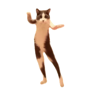 🕺 mèo, nhảy, hài hước, meme, động vật whatsapp sticker