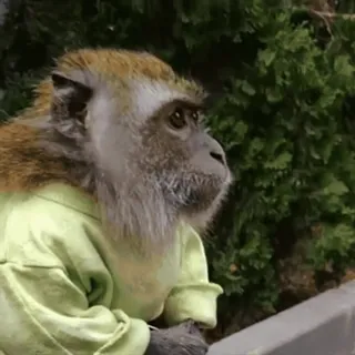 🐵 обезьяна, животное, дикая природа, примат, зеленая футболка, милый, портрет telegram sticker