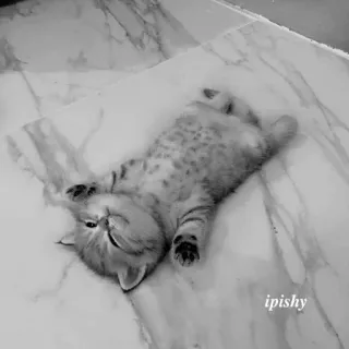 🕸 ipishy 猫, 小猫, 宠物, 可爱, 动物, 家畜 telegram sticker