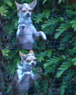 🤔 chien, chihuahua, clôture, extérieur, nature, animal, mignon, animal de compagnie telegram sticker