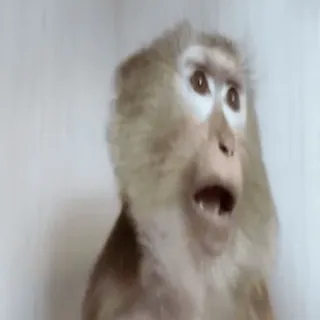 ⁉️ monkey, ape, animal, shocked, wildlife, primate whatsapp sticker