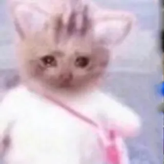 🐱 猫, 悲しい, 可愛い, 子猫, 動物, ペット telegram sticker