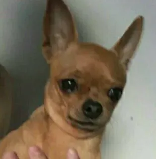 😔 hond, dier, chihuahua, schattig, huisdier telegram sticker