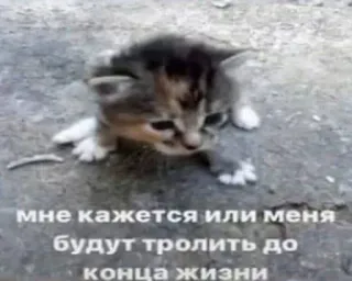 😭 мне кажется или меня будут тролить до конца жизни telegram sticker