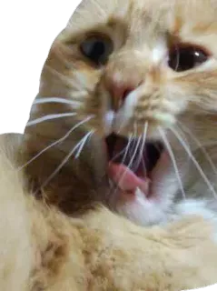 😀 cat, angry, yelling, animal, feline, meme telegram sticker
