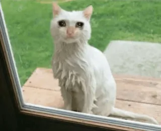 😩 猫, 悲しい, 泣く, 白, 雨 telegram sticker