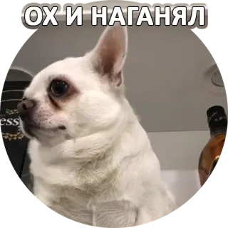 😎 ОХ И НАГАНЯЛ cane, chihuahua, meme, animale domestico, divertente, animale whatsapp sticker