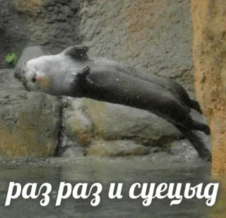 ⚰️ раз раз и суецыд otter, water, animal, mammal telegram sticker