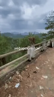 👿 нефарский фон monkey, animal, nature, road, landscape telegram sticker