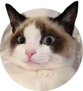 🙂 cat, animal, pet, cute, funny, ragdoll, blue eyes telegram sticker