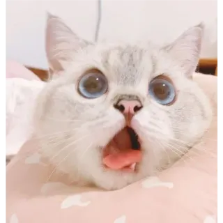 👛 고양이, 귀여운, 동물, 애완동물, 웃긴, 밈, 충격, 놀람 whatsapp sticker