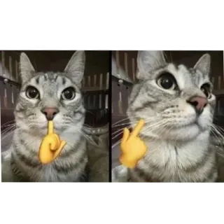 🐱 猫, 中指, 冒犯, 动物, 宠物, 梗 whatsapp sticker