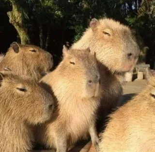 🥰 kapibara, gryzoń, zwierzę, ssak, grupa, słodki telegram sticker