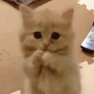 🥺 кот, милый, котенок, очаровательный, животное telegram sticker